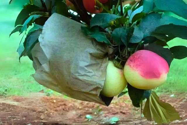 Apple fruit protection bag