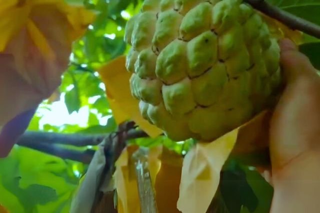 Custard apple fruit protection bag