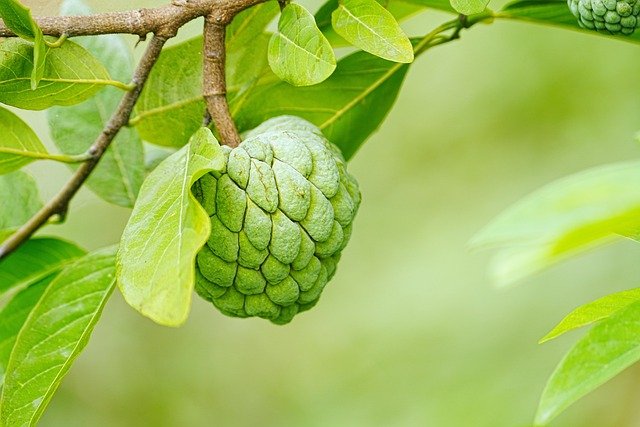 Custard apple