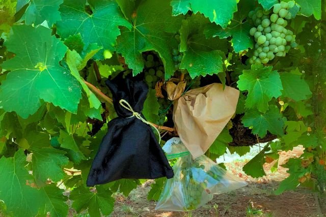 Grapes fruit protection bag