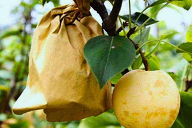 Guava fruit protection bag