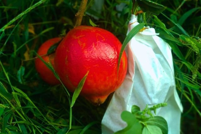 Pomegranate fruit protection bag