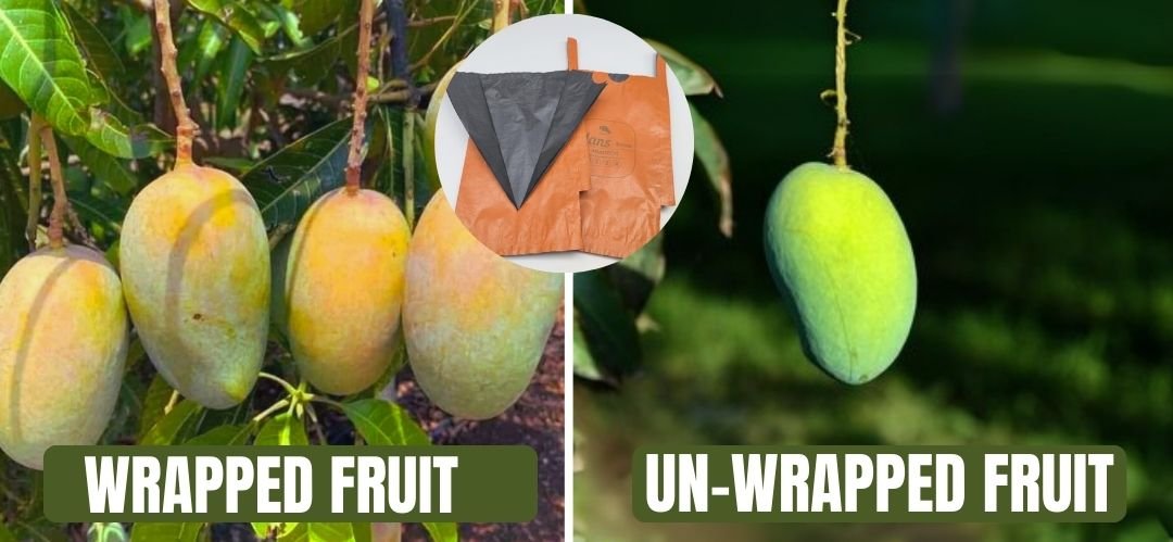 Wrapped and Unwrapped Fruit