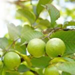 guava-fruit