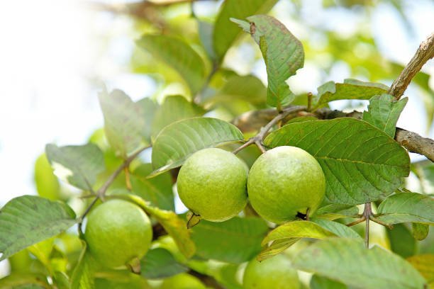 guava-fruit