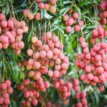 Fresh ripe lychee fruit