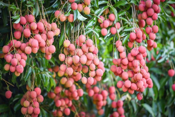 Fresh ripe lychee fruit