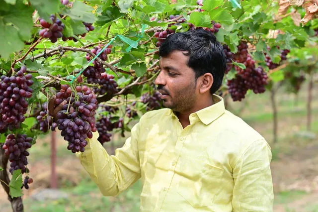 men with grapes