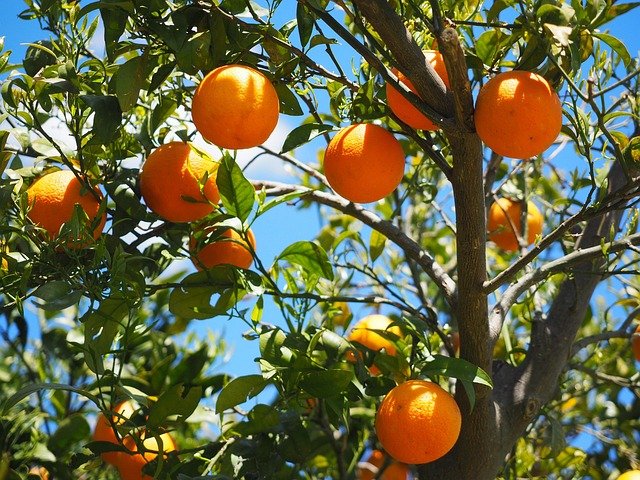 oranges-trees